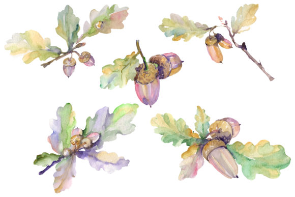Acorn Watercolor: A Hand-Painted Digital Asset for Creative Projects