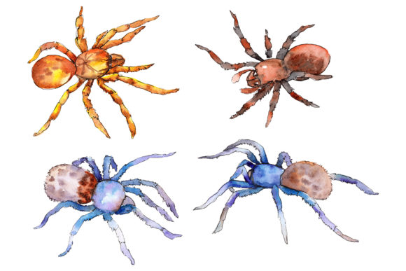 Animal World Tarantula Watercolor