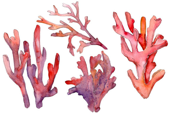 Corals Watercolor: A Practical Guide to Hand-Painted Digital Art Elements