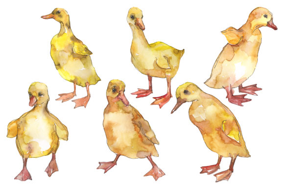 Farm Animals Ducklings Watercolor for Creative Projects