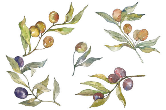 Olives Watercolor: A Practical Review of the Hand-Painted Clipart Bundle for Design Projects