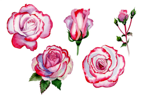 Pink Rose Good Morning Watercolor: A Strategic Design Resource for Thoughtful Creators