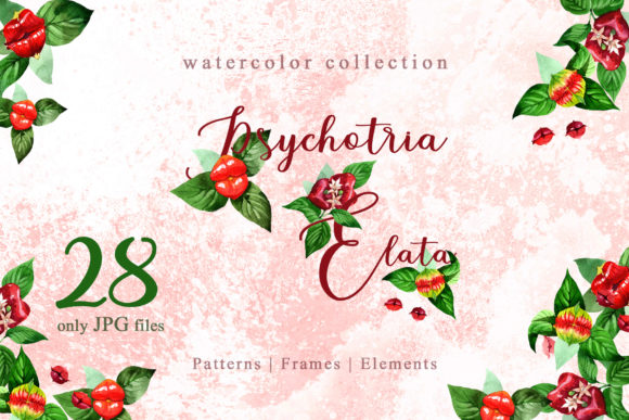 Psychotria Elata Watercolor: A Botanical Art Collection for Creative Projects