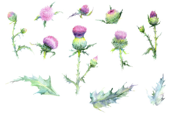 Why Thistle Watercolor Art Belongs in Your Next Creative Project